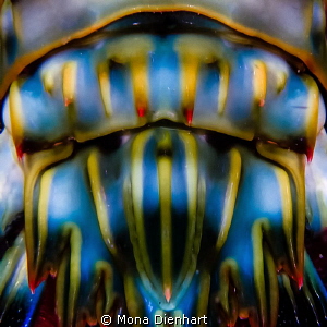 ABSTRACT SHRIMP by Mona Dienhart 